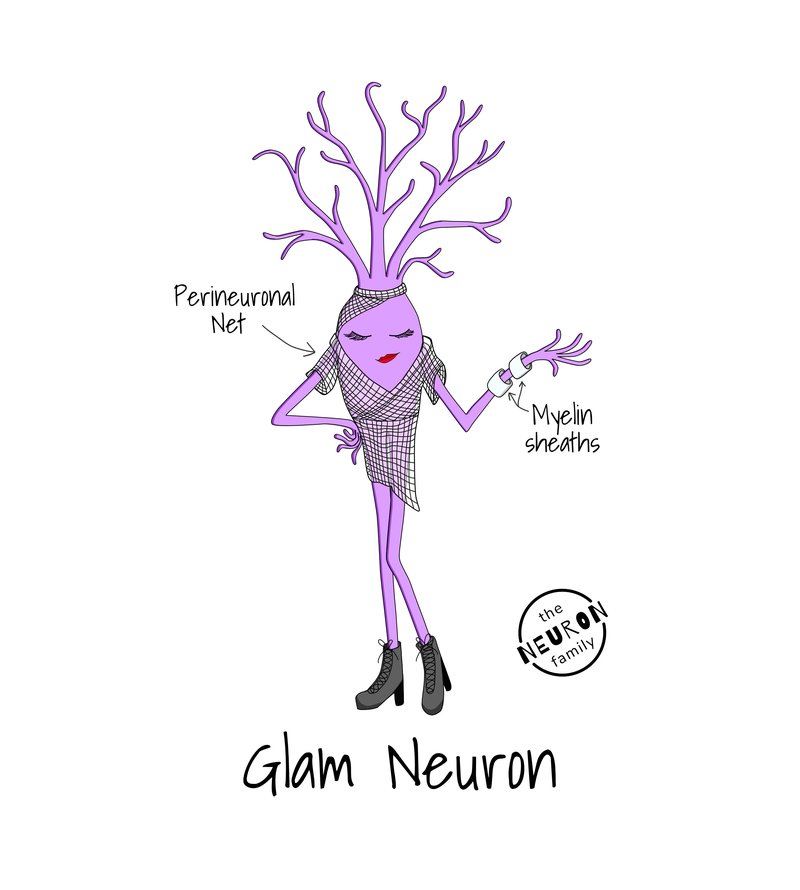 Glam Neuron (perineuronal net)