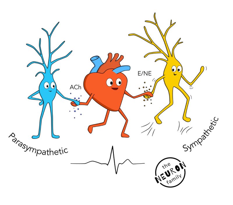 heartrate neurons