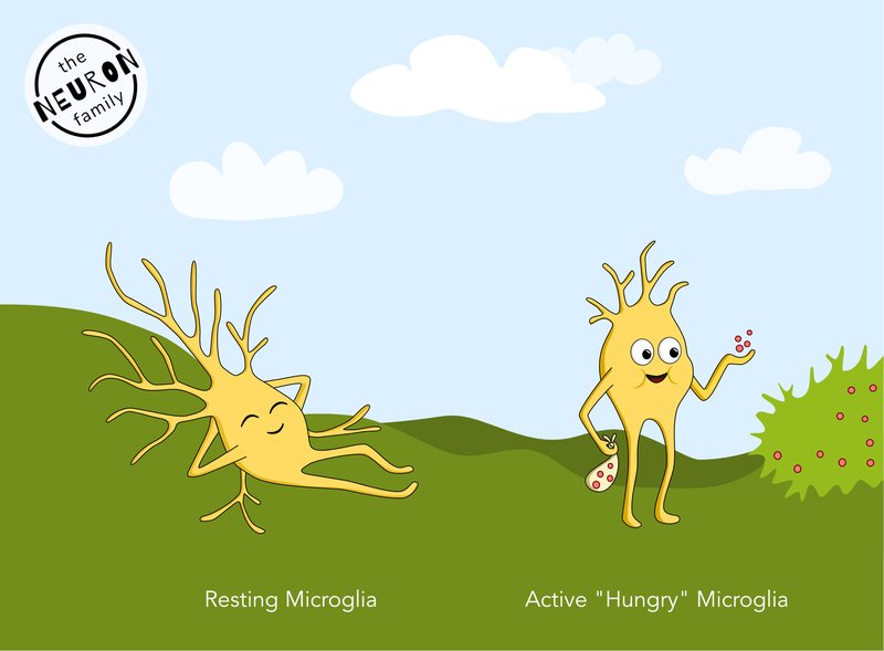 resting and active microglia draft