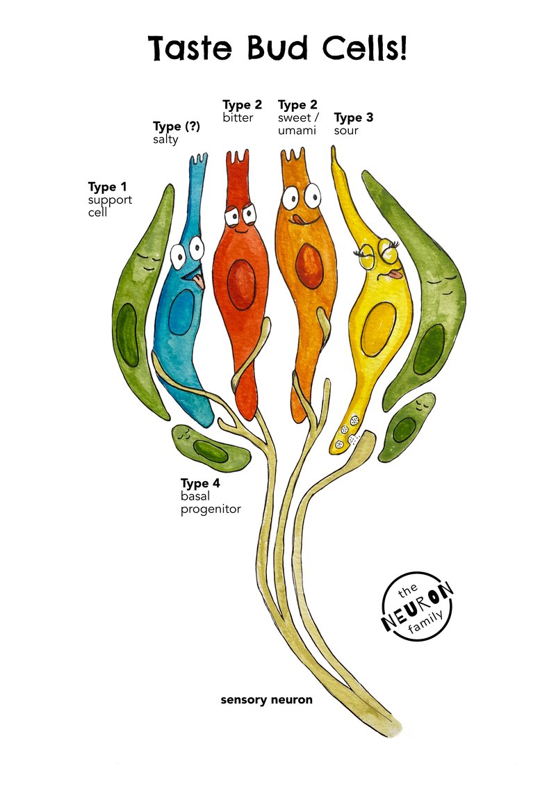 taste bud cells labeled 4